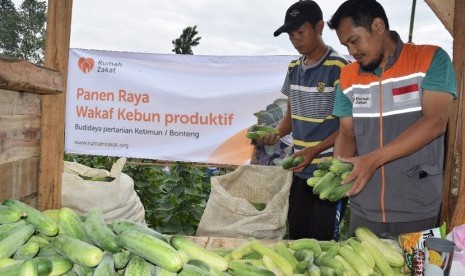 Warga Desa Palasar panen mentimun dari tanah wakaf produktif seluas 1.200 m2. Perlu ada lembaga yang bisa menginkubasi bisnis para nadzir agar bisa naik kelas. Ilustrasi.