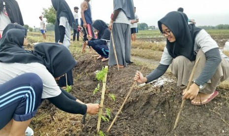 Warga Desa Pranan Kecamatan Pulokarto Kabupaten Sukoharjo, Jawa Tengah, bersama SOLOPEDULI menanam 6.500 batang Refugia di Desa Pranan pada Ahad (27/1). Selain sebagai penghijauan, Refugia juga dianggap bisa untuk mencegah hama pada tanaman pertanian. 