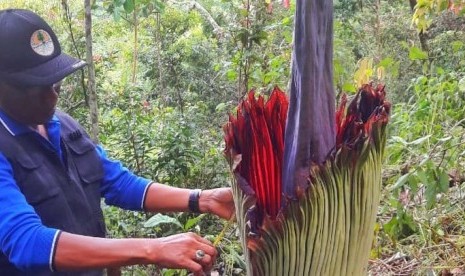 Warga di Jorong Sitangkai Nagari Koto Rantang Kecamatan Palupuah, Kabupaten Agam, Sumbar menemukan Bunga Bangkai atau Bunga Raflesia pada Sabtu (20/7).