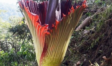 Warga di Jorong Sitangkai Nagari Koto Rantang Kecamatan Palupuah, Kabupaten Agam, Sumbar menemukan Bunga Bangkai atau Bunga Raflesia pada Sabtu (20/7).