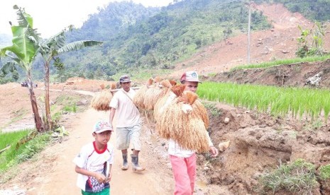 Warga Dusun Cimapag Desa Sirnaresmi Kecamatan Cisolok, Kabupaten Sukabumi melakukan evakuasi padi yang tertimbun longsor Selasa (8/1).