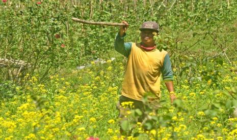 Warga Dusun Nggeblog, Desa Sidomukti, Kecamatan Bandungan, Kabupaten Semarang menghalau kawanan kera liar di area lahan pertanian petani setempat, Ahad (29/8). Direktorat Jenderal Perbendaharaan (DJPb) Kementerian Keuangan mencatat penyaluran kredit usaha rakyat (KUR) sepanjang Januari sampai Agustus didominasi sektor perdagangan dan sektor pertanian. 