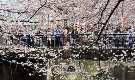 Warga Jepang menikmati aktivitas piknik di taman saat musim sakura berkembang