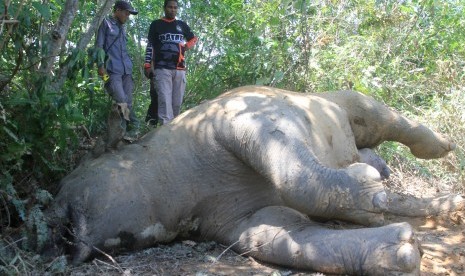 Bangkai gajah sumatera. (Ilustrasi)