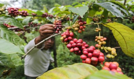 Warga melihat biji kopi robusta sebelum dipanen (ilustrasi). PT Semen Padang memfasilitasi petani yang tergabung dalam Kelompok Hutan Kemasyarakatan Silayan Balumuik Padang pelatihan budi daya kopi robusta.