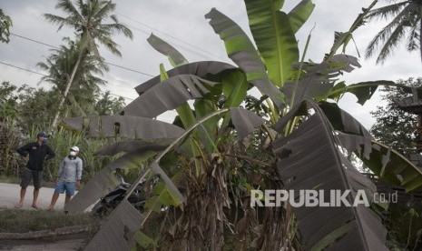 Warga melihat tanaman di kebunnya yang tertutup abu letusan Gunung Agung, di Desa Jungutan, Karangasem, Bali, Ahad (26/11).