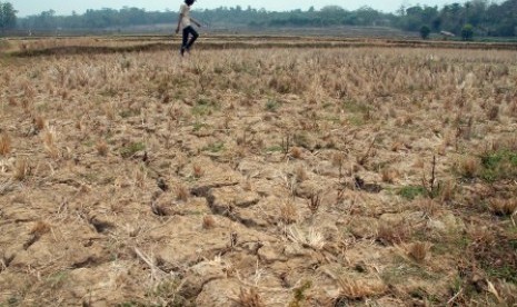 Warga melintas di lahan sawah yang kering di Jonggol, Bogor, Jawa Barat. 