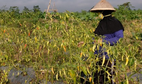 Warga memanen cabai rawit di persawahan desa Ketitang, Jumo, Temanggung, Jawa Tengah, Selasa (16/7/2019).