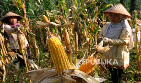 Petani Diajak Tanam Jagung Saat Musim Kemarau.