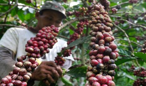 Warga memanen kopi Robusta di perkebunan di Temanggung, Jawa Tengah, Rabu (31/8/2022) (ilustrasi).