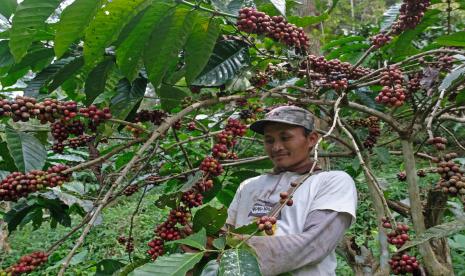 Warga memanen kopi Robusta di perkebunan Dusun Jambenom, Larangan Luwok, Bejen, Temanggung, Jawa Tengah, Rabu (31/8/2022) (ilustrasi). Menteri Perdagangan Zulkifli Hasan bertolak ke Inggris untuk bertemu pemerintah bersama pelaku usaha Inggris untuk melakukan penandatanganan kesepakatan kopi internasional atau International Coffee Agreement (ICA).