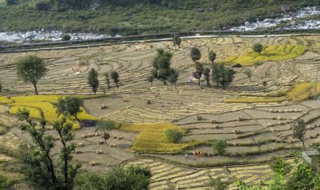 Warga memanen padi di desa Badhsar dekat Dharamshala, India, Senin, 17 Oktober 2022. 