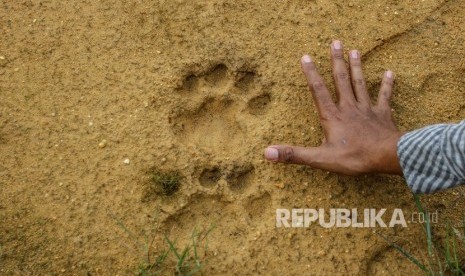 Warga membandingkan tangannya dengan jejak Harimau Sumatra. Warga Kabupaten Siak, Riau, sejak pekan lalu dihebohkan dengan kemunculan satwa luar jenis harimau sumatra ke pemukiman warga. 