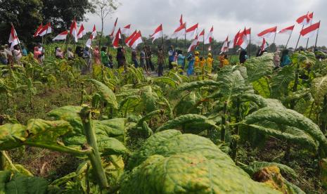 Pemkab Temanggung Gelar Festival Wiwit Panen Mbako dan Kopi (ilustrasi).