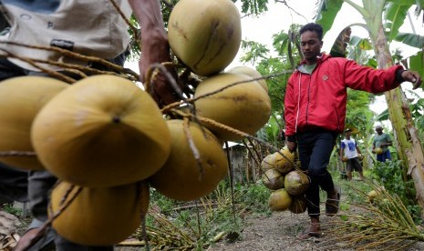 Warga membawa buah kelapa muda yang baru dipanen untuk dijual kepada pedagang musiman. (Ilustrasi) 