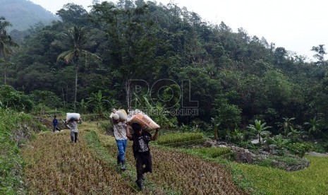  Warga membawa padi dengan karung untuk kemudian dibawa menuju ke tempat penggilingan di Kecamatan Tegalwaru, Desa Jayanti, Karawang, Jawa Barat, Kamis (12/11). (Republika/Raisan Al Farisi)