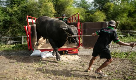 Warga membawa sapi yang dibeli Presiden Joko Widodo untuk kurban Idul Adha di Cangkringan, Sleman, DI Yogyakarta, Jumat (8/7/2022). Sapi kurban seberat 1,07 ton dari Presiden tersebut disalurkan oleh Kantor Kepatihan untuk disembelih pada Hari Raya Idul Adha 1443 H mendatang di Masjid Al-Fatah, Cangkringan, Sleman. 