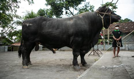 Warga membawa sapi yang dibeli Presiden Joko Widodo untuk kurban Idul Adha di Cangkringan, Sleman, DI Yogyakarta, Jumat (8/7/2022).