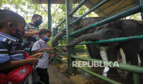 Warga memberi makan gajah di Kebun Binatang Surabaya, Jawa Timur, ilustrasi. Kebun Binatang Surabaya (KBS) masih menjadi destinasi paling diminati di Kota Pahlawan saat libur natal dan tahun baru 2023.