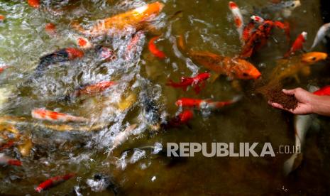 Warga memberi pakan ikan hias jenis koi (ilustrasi) 