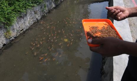 Warga memberi pakan ikan yang dibudidayakan pada aliran sungai di Kemasan, Sawit, Boyolali, Jawa Tengah, Rabu (6/10/2021). Selain sebagai gerakan menjaga lingkungan sungai dan kebutuhan irigasi pertanian, warga setempat memanfaatkan aliran sungai tersebut sebagai tempat budidaya ikan yang dapat menghasilkan ekonomi warga. 