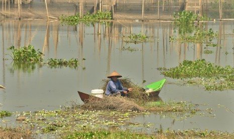  Warga membersihkan akar gulma dan ganggang yang telah mati di area genangan danau Rawapening yang mengalami penyusutan, wilayah Dusun Sumurup, Desa Asinan, Kecamatan Bawen, Kabupaten Semarang.