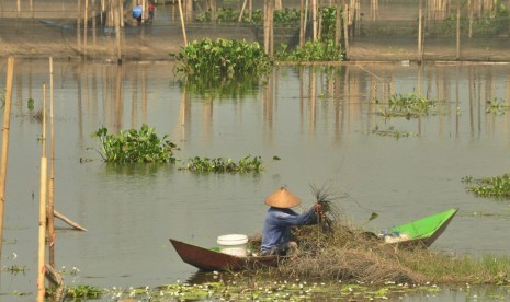 Warga membersihkan akar gulma dan ganggang yang telah mati di area genangan danau Rawapening. 