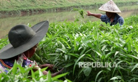 Warga membersihkan tumbuhan hama dari ladang sayuran 