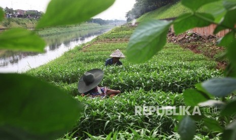 Warga membersihkan tumbuhan hama dari ladang sayuran mereka di tepi Kanal Banjir Timur (KBT), Jakarta Timur, Selasa (13/9).