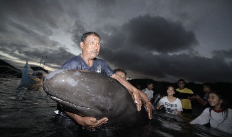 Warga memegang seekor anak Paus Pilot Sirip Panjang (Globicephala melas) yang terdampar di pesisir Kota Tahuna, Pulau Sangihe, Sulawesi Utara, Kamis (3/3). 