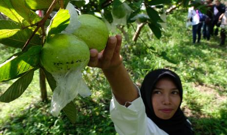 Warga memetik buah jambu biji. Muncul kabar di media sosial yang menyebut jambu biji putih kristal efektif menangkal Covid-19.