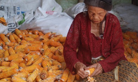 Warga memipil jagung hasil panennya untuk dijual sebagai bahan pakan ternak di Kawengen, Kabupaten Semarang, Jawa Tengah, Selasa (24/1). 