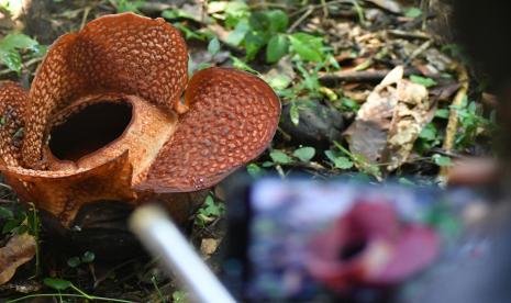 Warga memotret bunga Rafflesia Arnoldii yang mekar di kawasan Kebun Raya Bogor, Jawa Barat, Rabu (14/9/2022). Bunga Rafflesia Arnoldii atau dikenal dengan sebutan padma raksasa tersebut memiliki diameter30 cm dan jenis bunga tersebut ditetapkan sebagai Puspa Langka Nasional yang dilindungi dan terancam punah. 