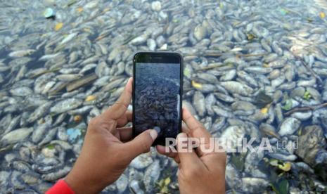 Warga memotret ikan yang mati di tepi Danau Maninjau, Nagari Bayur, Kabupaten Agam, Sumatra Barat, Jumat (5/2/2021). Kejadian serupa kembali terulang pada Senin (6/12).