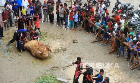 Warga memperhatikan petugas memyembelih sapi kurban (iustrasi)