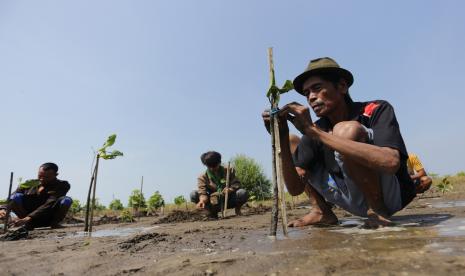 Warga menanam bibit mangrove di desa Tanjakan, kecamatan Krangkeng, Indramayu, Jawa Barat, Selasa (26/7/2022). Kegiatan penanaman 5.000 bibit mangrove yang digelar Pangkalan TNI AL Cirebon dan warga pesisir itu dalam rangka memperingati Hari Mangrove Sedunia. 