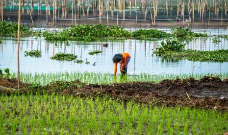 Warga menanam padi di lahan Danau Rawa Pening di Desa Asinan, Bawen, Kabupaten Semarang, Jawa Tengah, Rabu (10/7).