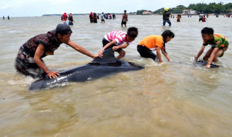 Warga menarik Paus Pilot Sirip Pendek (Globicephala macrorhynchus) yang terdampar di Pantai Modung, Bangkalan, Jawa Timur, Jumat (19/2/2021). Sekitar 52 ekor Paus Pilot Sirip Pendek terdampar di pantai itu, tiga diantaranya berhasil diselamatkan dan sisanya sebanyak 49 mati.