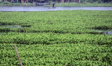 Warga mencari ikan di Situ Gunung Putri yang dipenuhi eceng gondok, Gunung Putri, Kabupaten Bogor, Jawa Barat, Sabtu (21/8/2021). Eceng gondok yang menutupi permukaan situ menyebabkan pendangkalan dan menjadi salah satu penyebab banjir di kawasan tersebut.