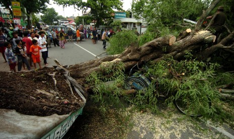 Pohon tumbang