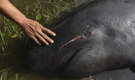   Warga mengamati seekor Paus Pilot Sirip Pendek (Globicephala macrorhynchus) yang mati karena terdampar di Pantai Pesisir, Desa Pesisir, Probolinggo, Jawa TImur, Kamis (16/6).  (Antara/Zabur Karuru)