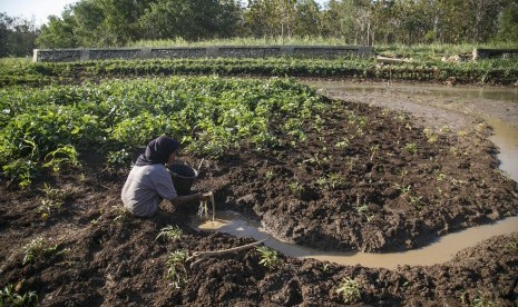 Warga mengambil air di Telaga Sureng yang mengering di Pacarejo, Semanu, Gunungkidul, DI Yogyakarta. 