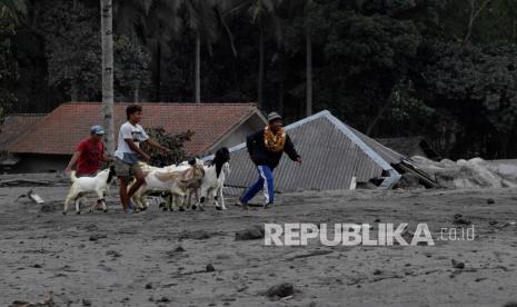 Warga mengevakuasi hewan ternak di Desa Sumber Wuluh, Lumajang, Jawa Timur, Senin (6/12/2021). Warga di wilayah tersebut mengevakuasi hewan ternak mereka ke tempat yang aman guna mengantisipasi erupsi susulan dari Gunung Semeru.