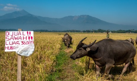 Warga menggembalakan kerbau di lahan sawah yang akan dijual di Desa Tambakboyo, Ambarawa, Kabupaten Semarang, Jawa Tengah, Selasa (2/7/2019).