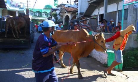 Hewan Qurban untuk Warga Terdampak Gempa Malang (ilustrasi)