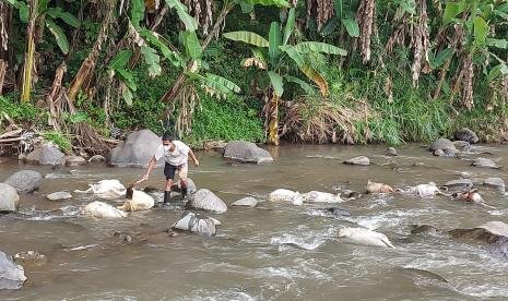 Warga mengumpulkan dan mengambil bangkai domba dan kambing dari badan sungai Serang, di wilayah Dusun pamotan, Desa/ Kecamatan Susukan, Kabupaten Semarang, Jawa Tengah untuk dikubur, Selasa (21/6). Sekitar 50 ekor domba dan kambing yang mati karena PMK dibuang oleh pihak yang tak bertanggungjawab di aliran sungai ini.