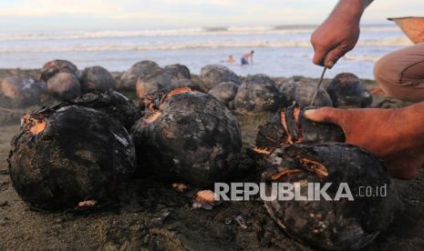 Warga mengupas kelapa muda yang sudah dibakar di kawasan pantai Desa Peunaga Pasi, Kecamatan Meureubo, Aceh Barat, Aceh, Selasa (20/4/2021).