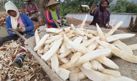 Singkong kupas (Ilustrasi). Pangan lokal dari singkong, jagung, ubi, dan pisang bisa dijadikan alternatif beras dan tepung gandum.