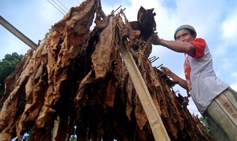  Warga menjemur daun tembakau non rajang di Wekas, Magelang, Jawa Tengah.