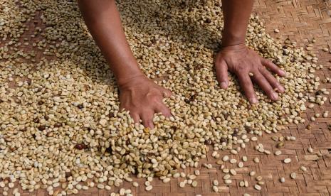 Warga menjemur kopi Arabika di kawasan lereng Gunung Sindoro, Desa Kwadungan, Kledung, Temanggung, (ilustrasi).  Pasar Kopi di Amsterdam ini menjadi langkah dan komitmen bersama bagi BUMN untuk meningkatkan partisipasi Indonesia dalam pasar internasional sebagai global leader.